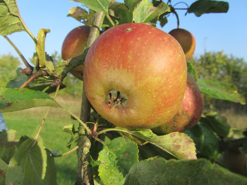 Pommier - Malus domestica "Boskoop Rouge"
