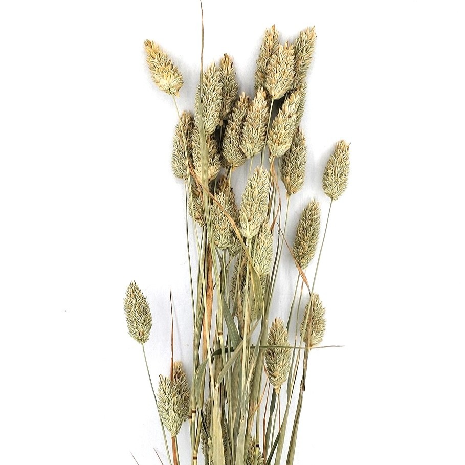 PHALARIS - BOTTE  - 20 TIGES - SEC