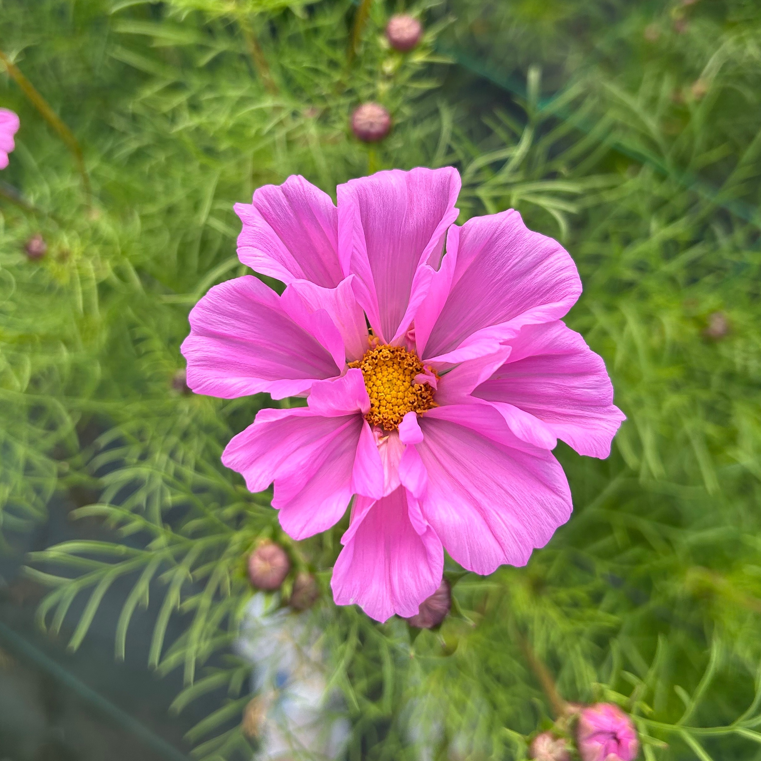Cosmos DOUBLE CLICK ROSE BONBON