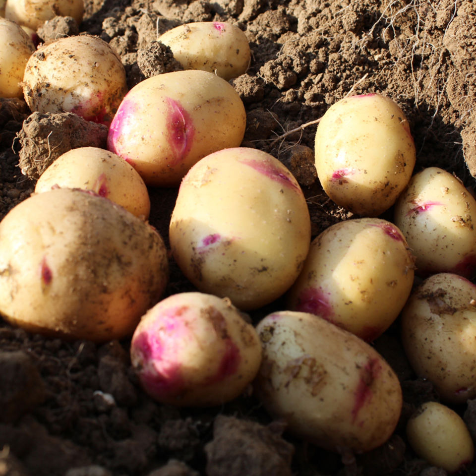 Pomme de terre