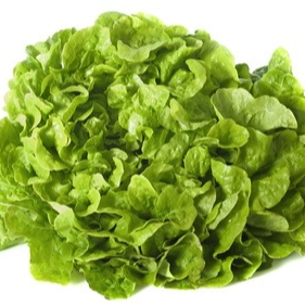 Salade Feuille de chêne verte