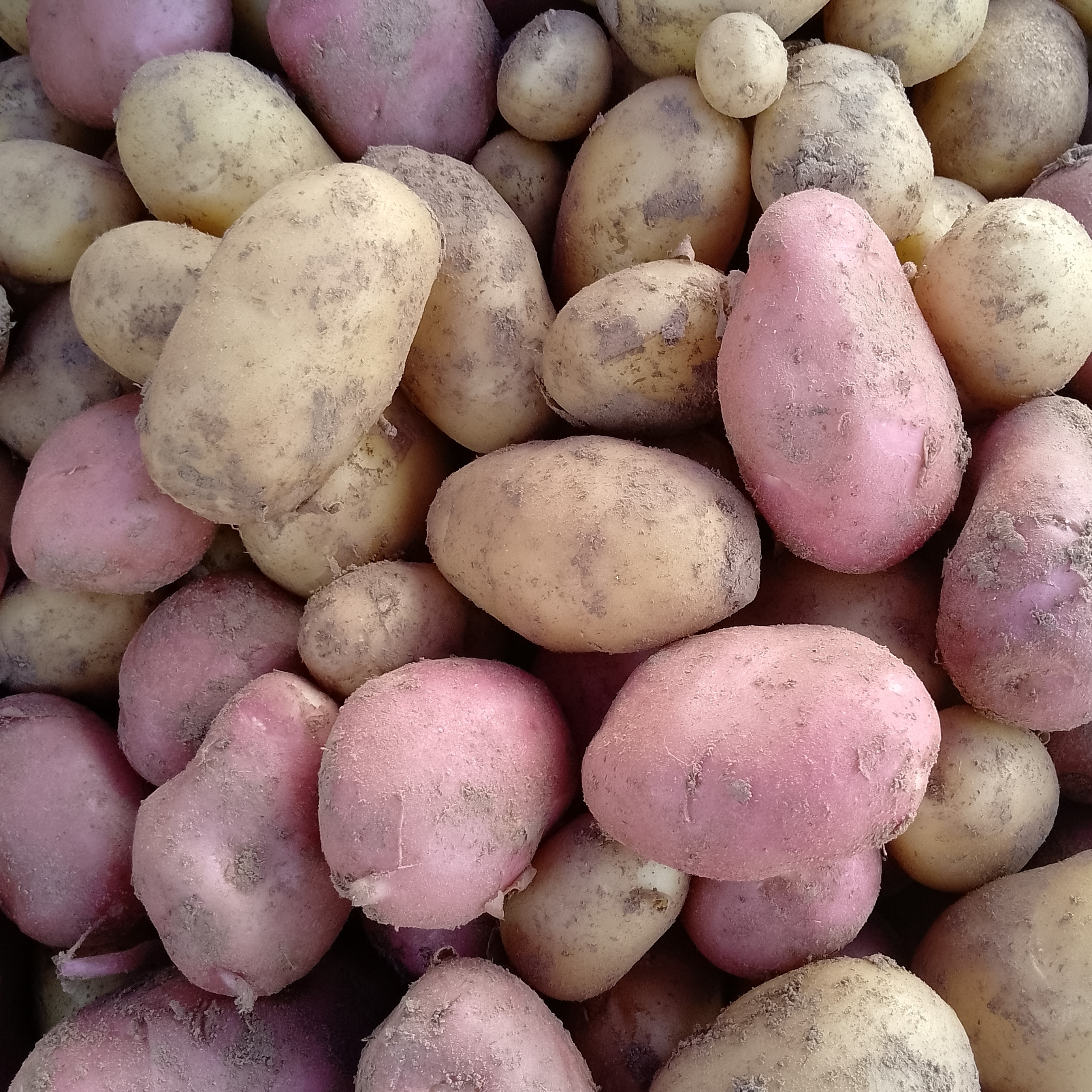 Pommes de terre nouvelles