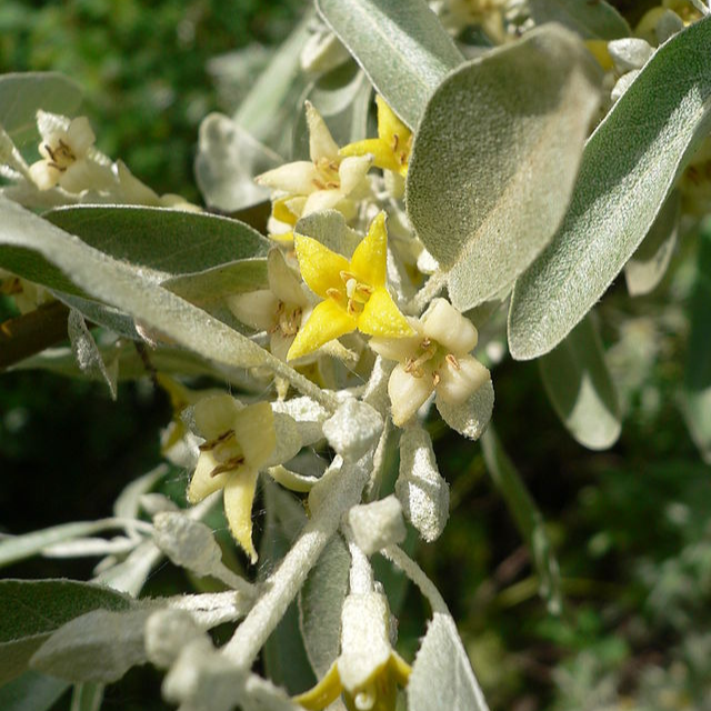 Olivier de Bohème - pot 4L