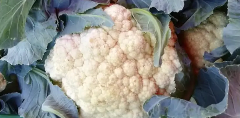 chou fleur - 600g