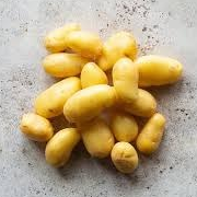 Pomme De Terre  Type Ratte