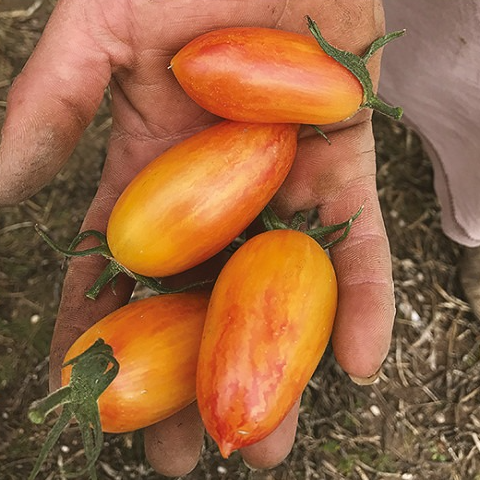 Plant Tomate Blush - 300g