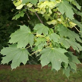 Erable plane - Acer platanoides