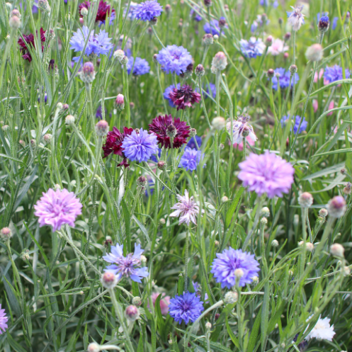 CENTAURÉE BARBEAU Bio