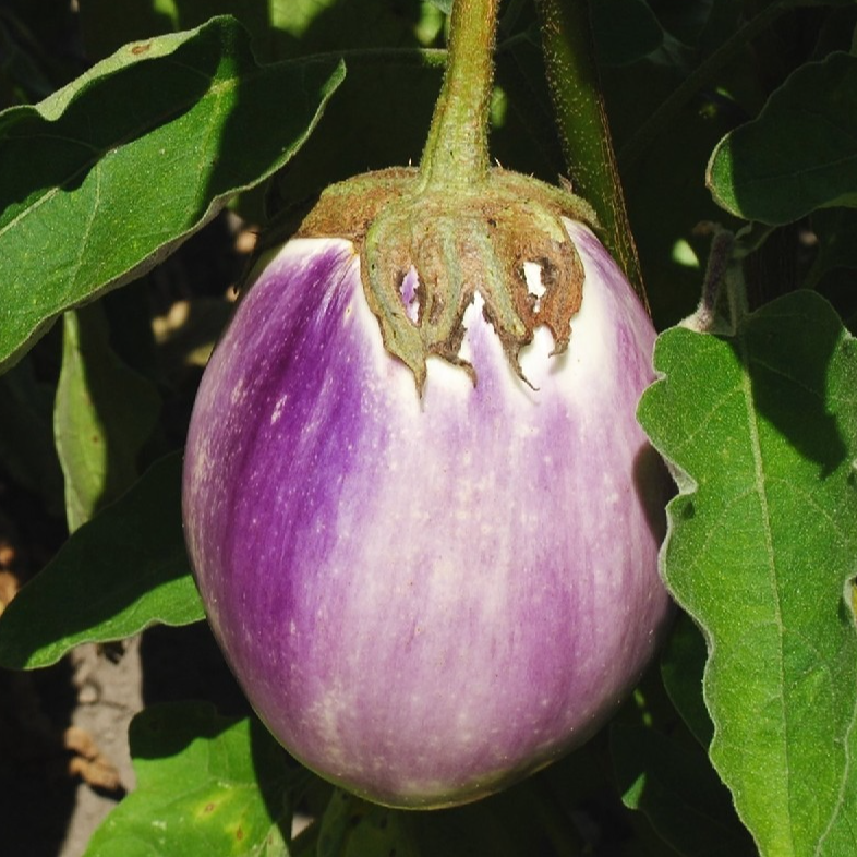 Aubergine Rotonda bianca Sfumata di rosa en godet 8 cm
