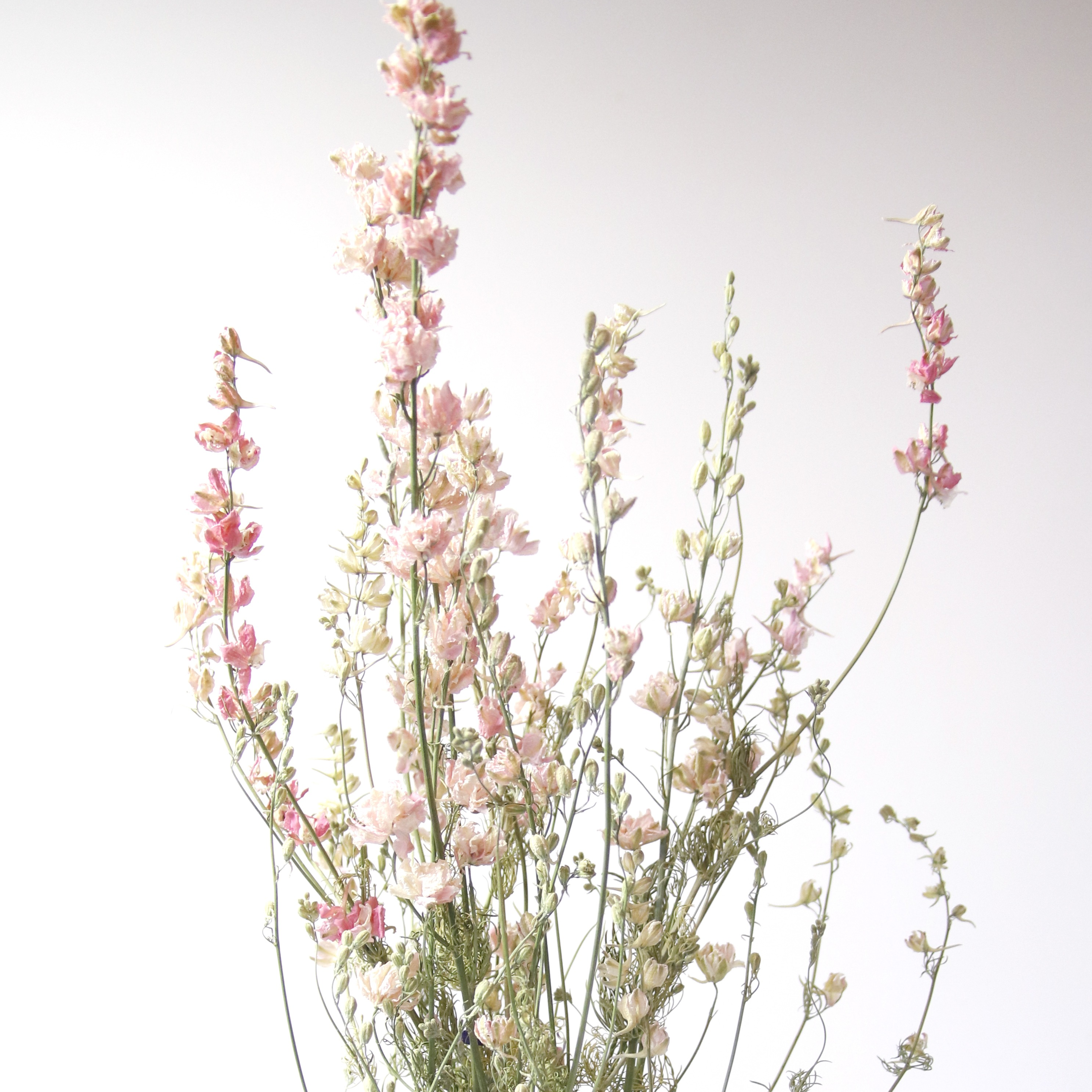 Delphinium Rose séché