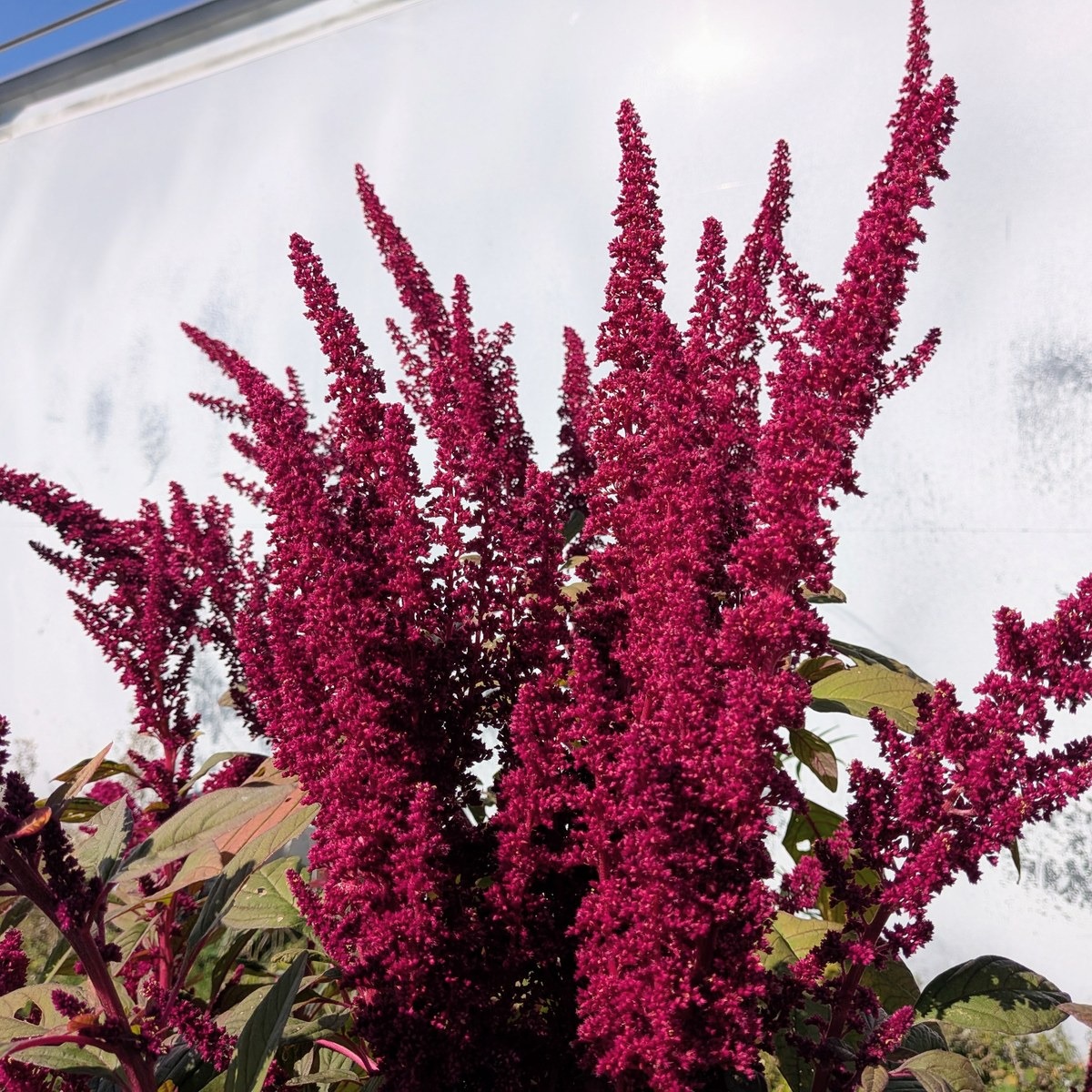 Fleurs d'amaranthe rouge - 15g - 15g