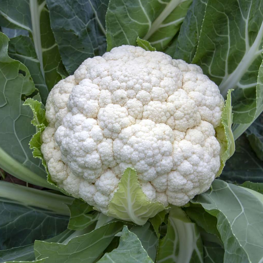 Chou fleur - 650g