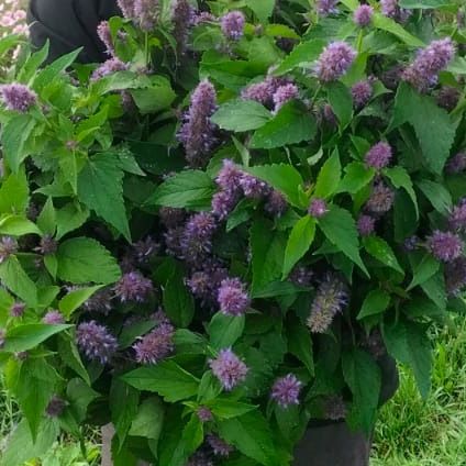 Agastache anisée  bio
