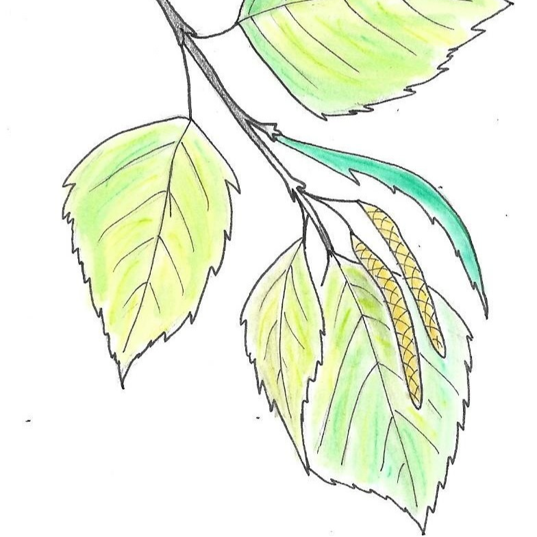 Bouleau verruqueux - 15ml