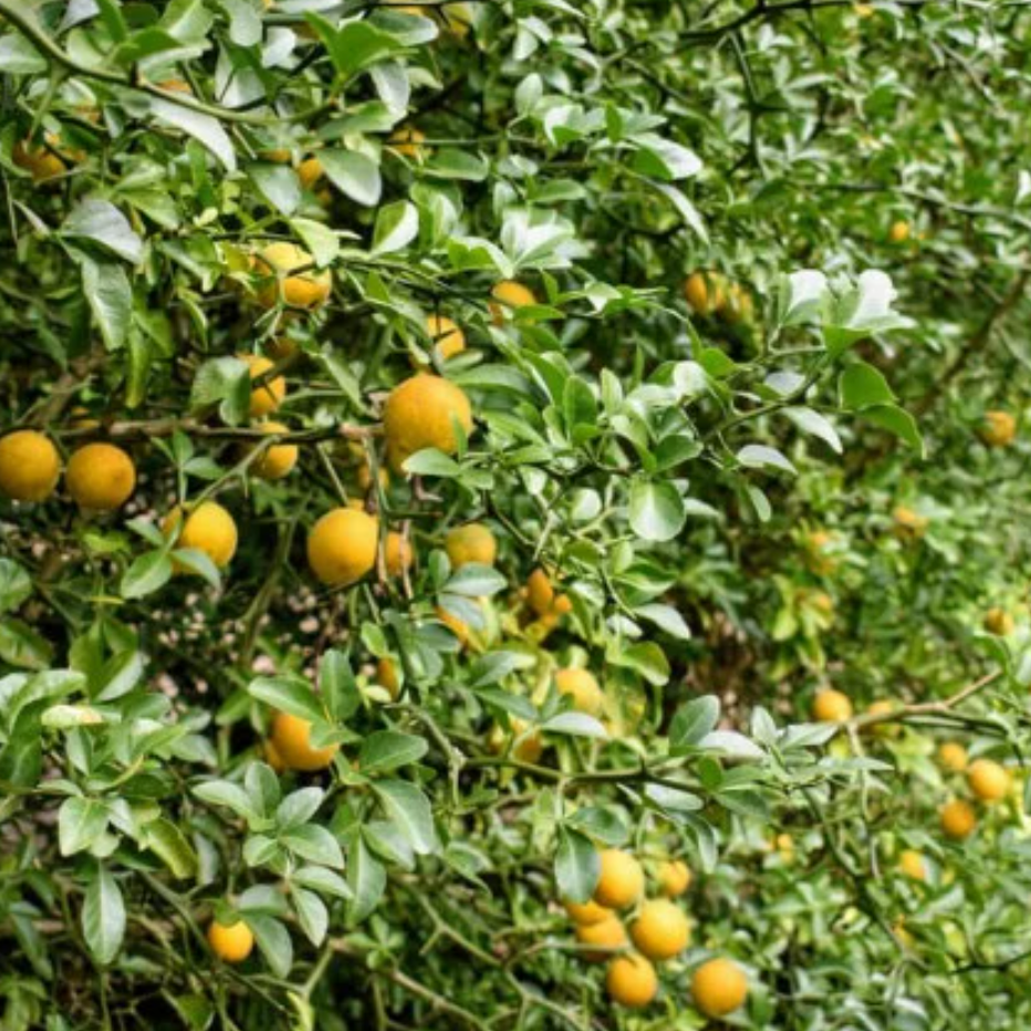 Porte greffe citronnier rustique FA 5 (Citrandarin) Pot 3L