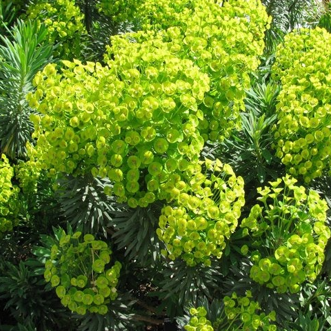 Euphorbe characias 'wulfenii' en pot 2 litres