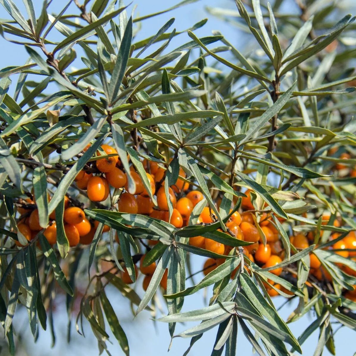 Argousier (Hippophae rhamnoides) 'Friesdorfer Orange'