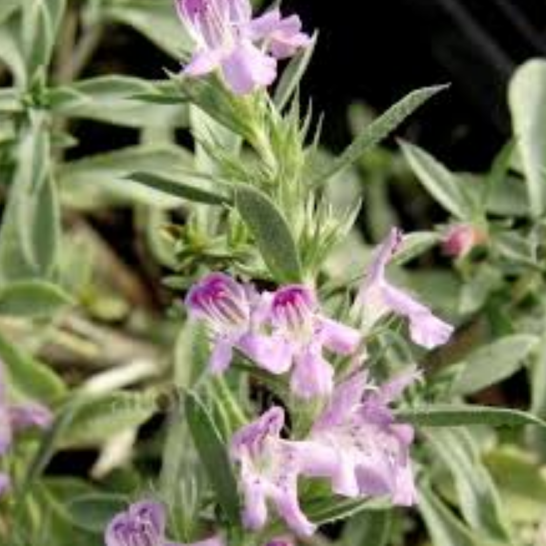 Satureja Montana ‘Purple Montain’