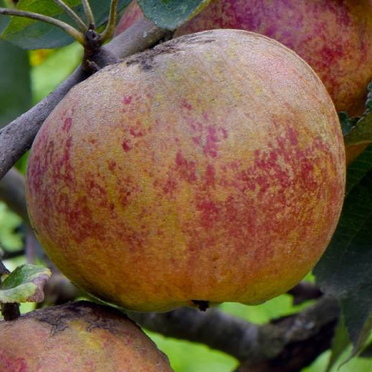 Chailleux - Semi-vigoureux