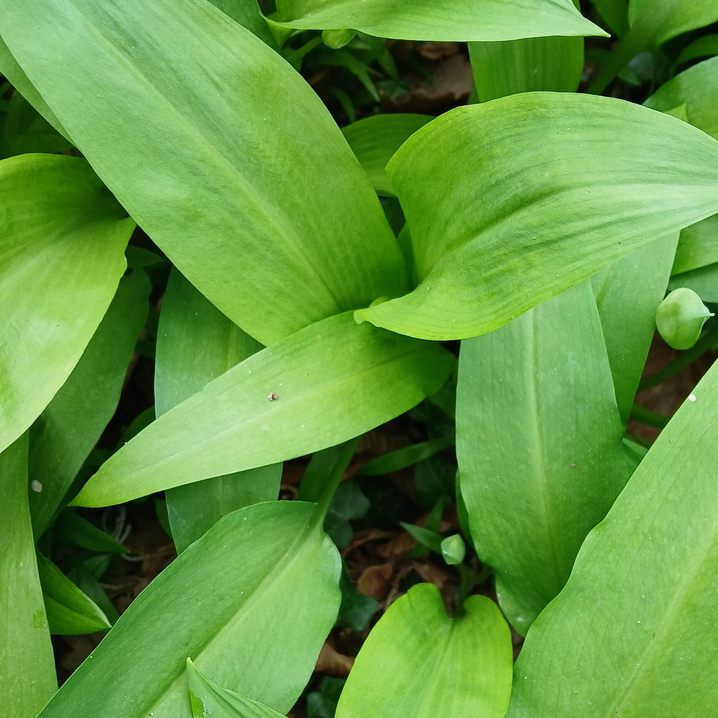 Ail des ours façon pesto