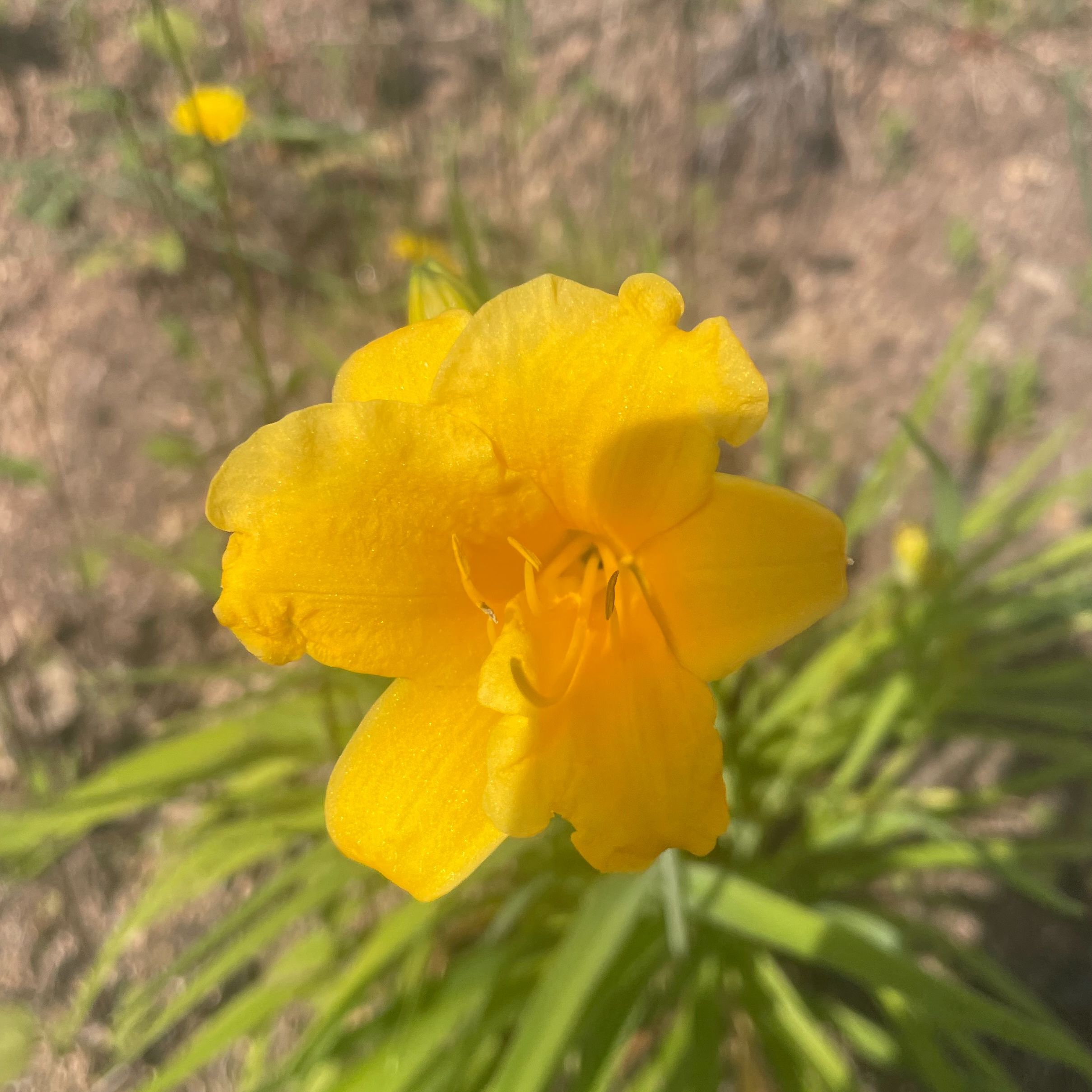 Hemerocallis 'Stella D’Oro'