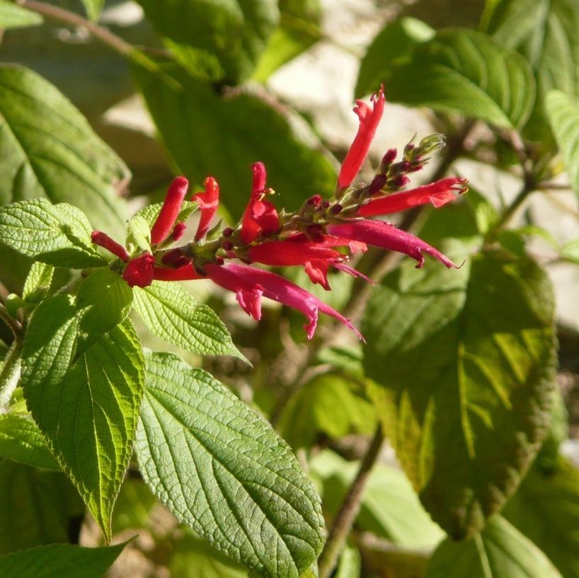 Sauge Ananas Pot 1,3L