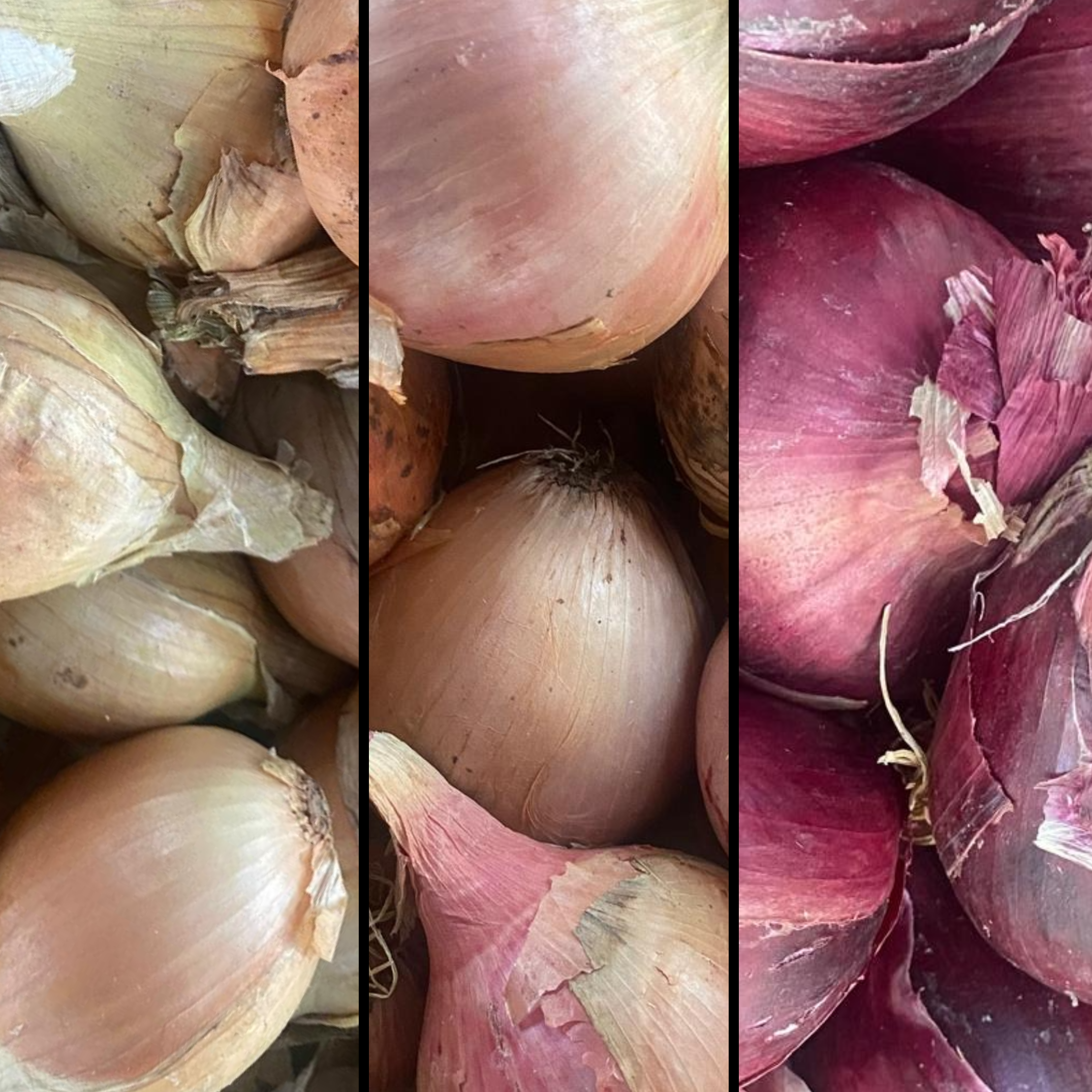 Mix d'Oignons - 600g