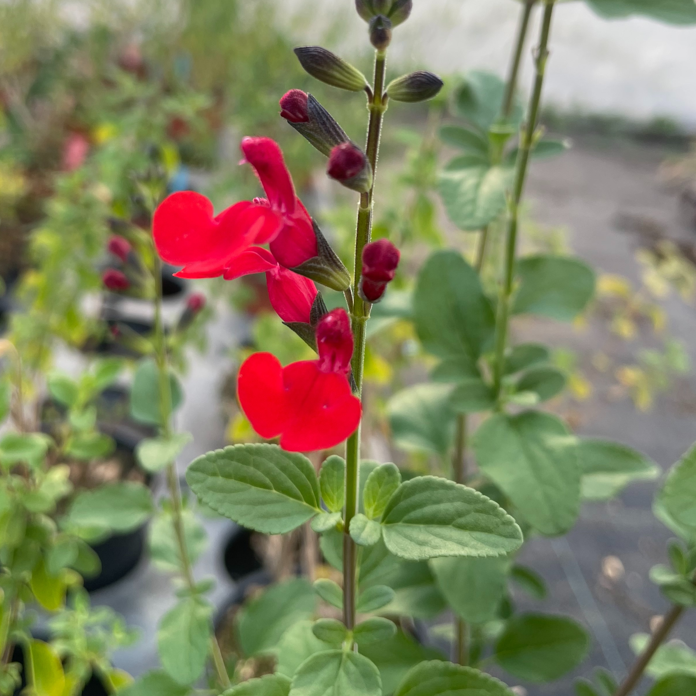Salvia microphylla 'Royal Bumble'