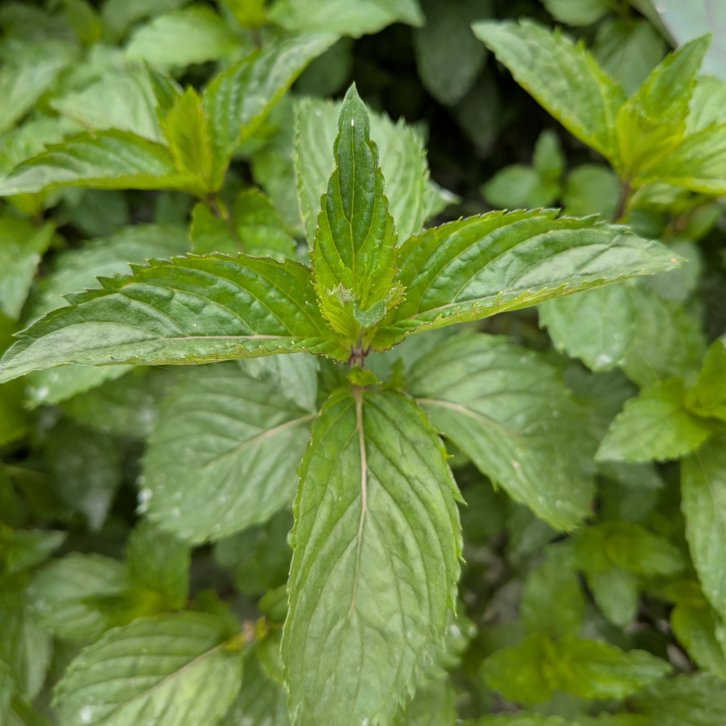 Menthe Chocolat - 30g
