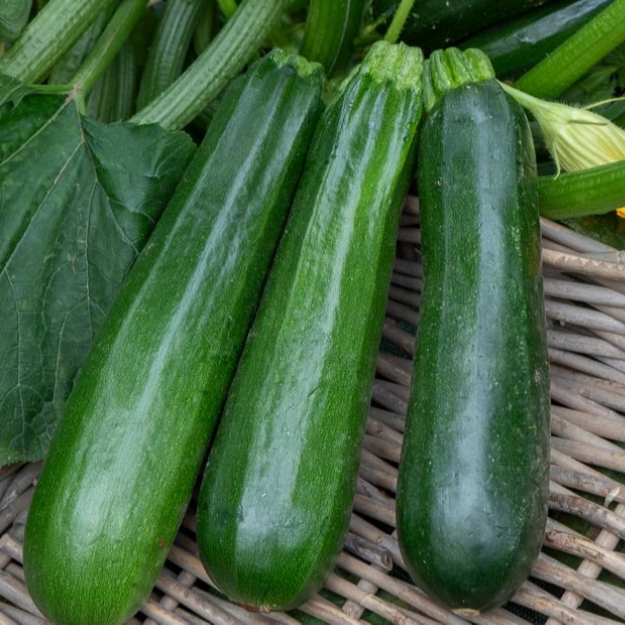 Courgette - conversion Bio - Ferme de Larrue