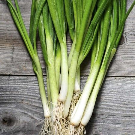 Ciboule - botte