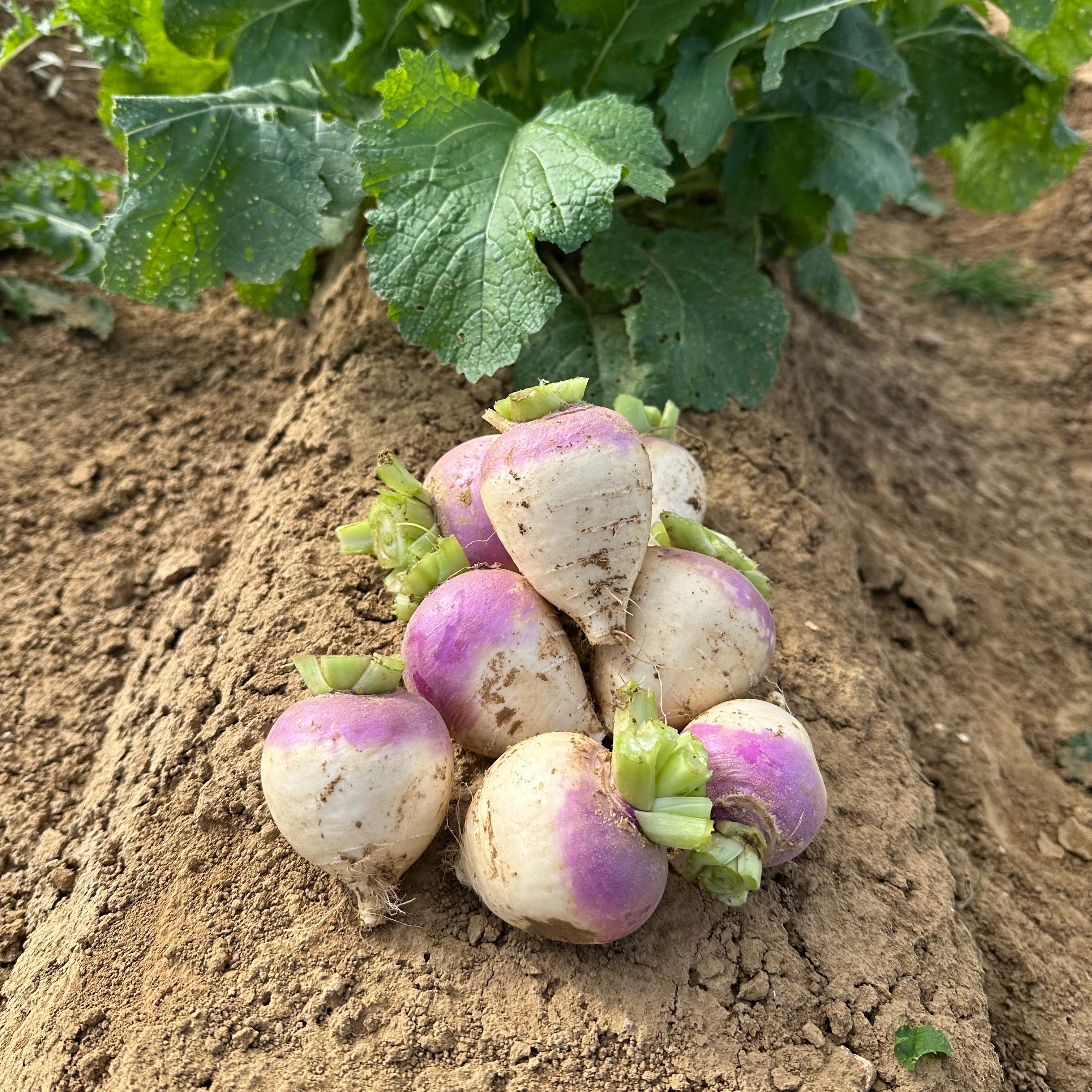 Navets violet