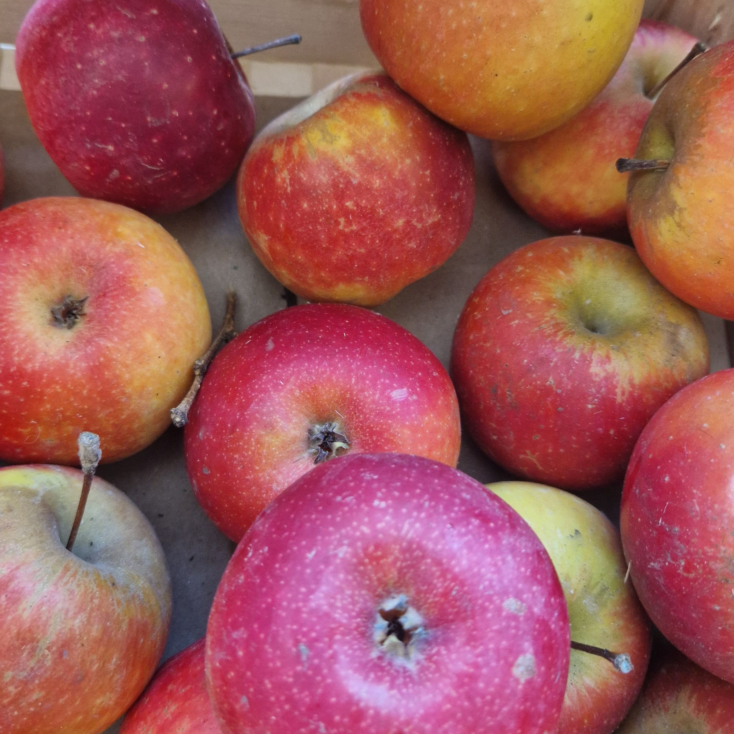 POMME ROUGE