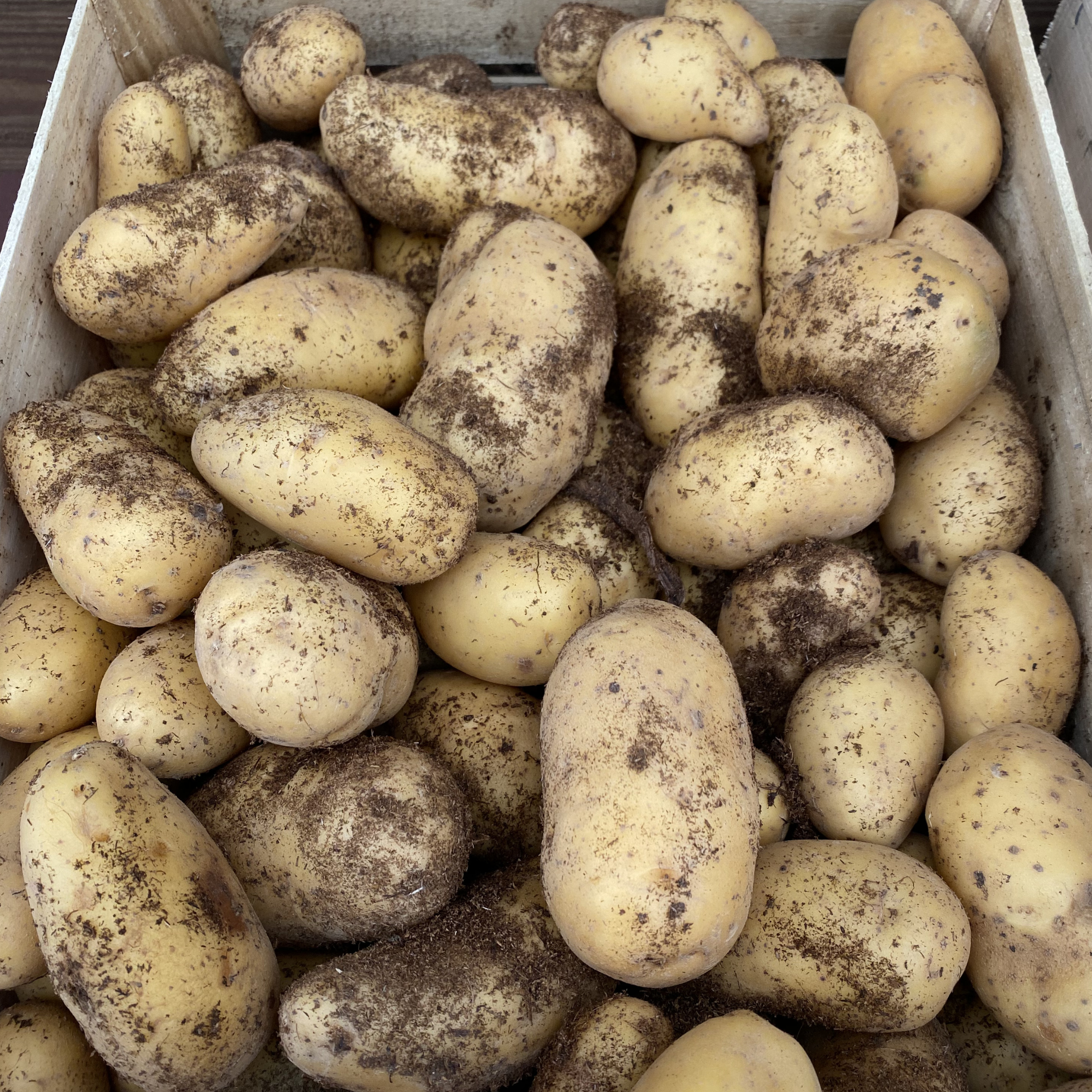 Pomme de terre ALLIANS TOURBE