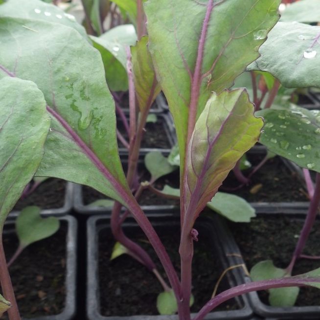 Plant de chou rouge