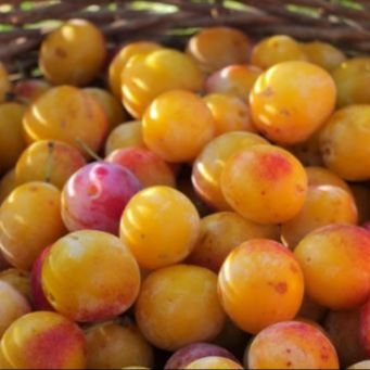 Mirabelles au Kg
