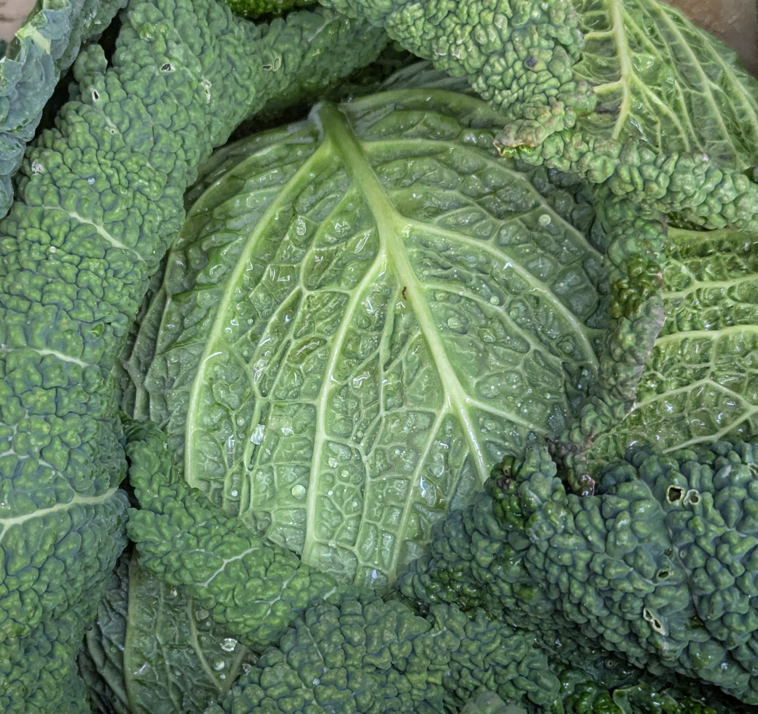 CHOUX VERT