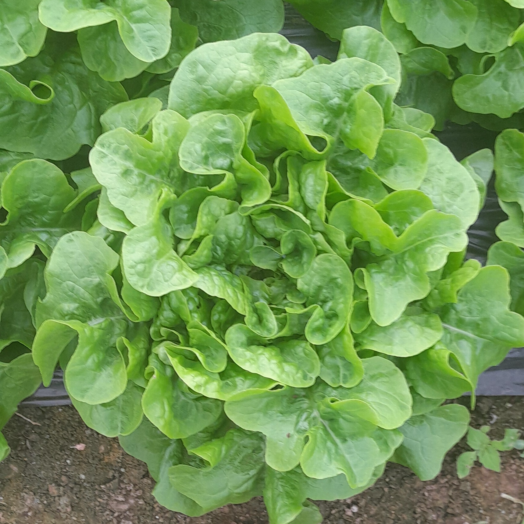 Salade Feuille de Chêne Verte