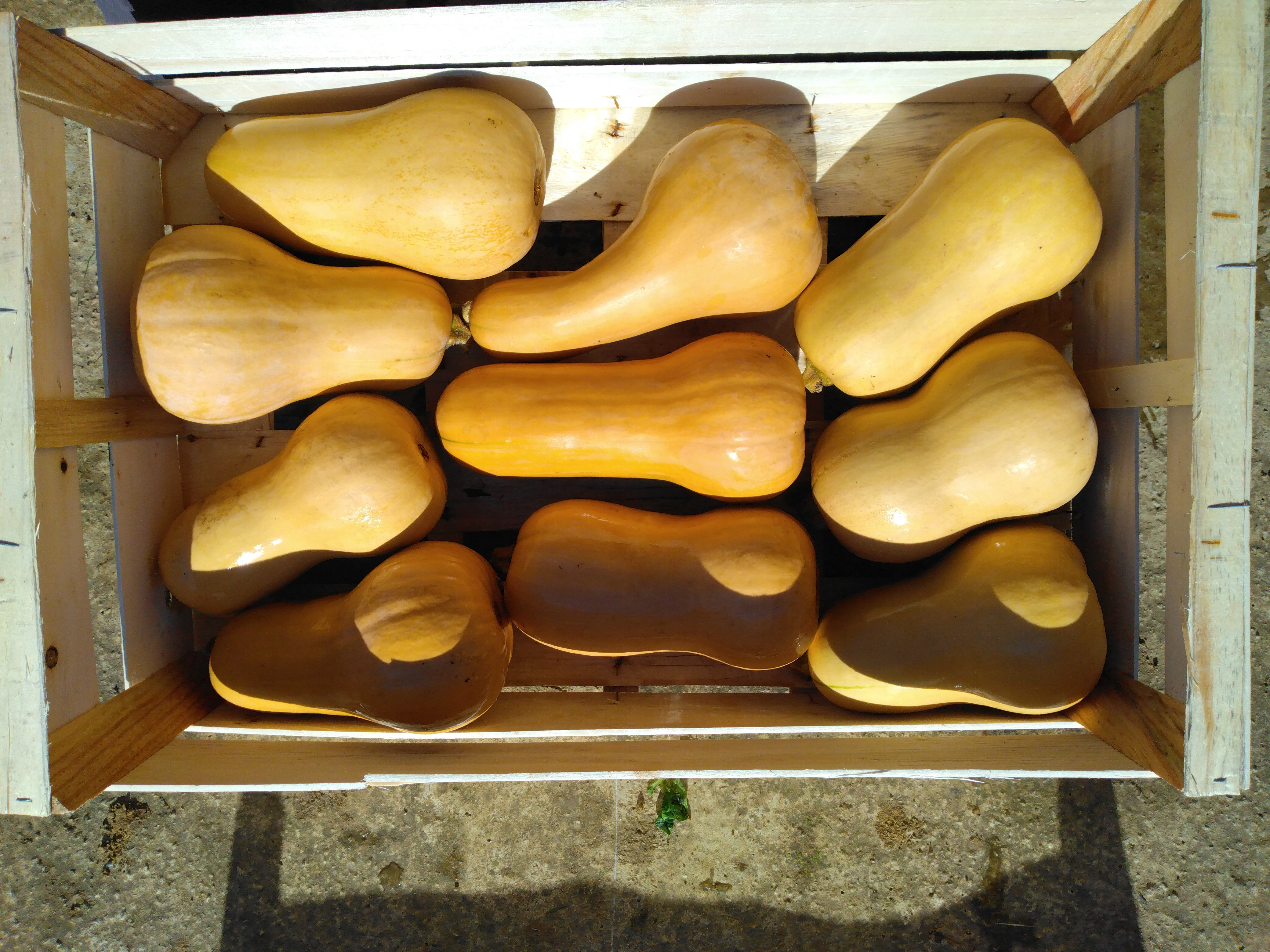 Courges – Butternut - 1,4kg