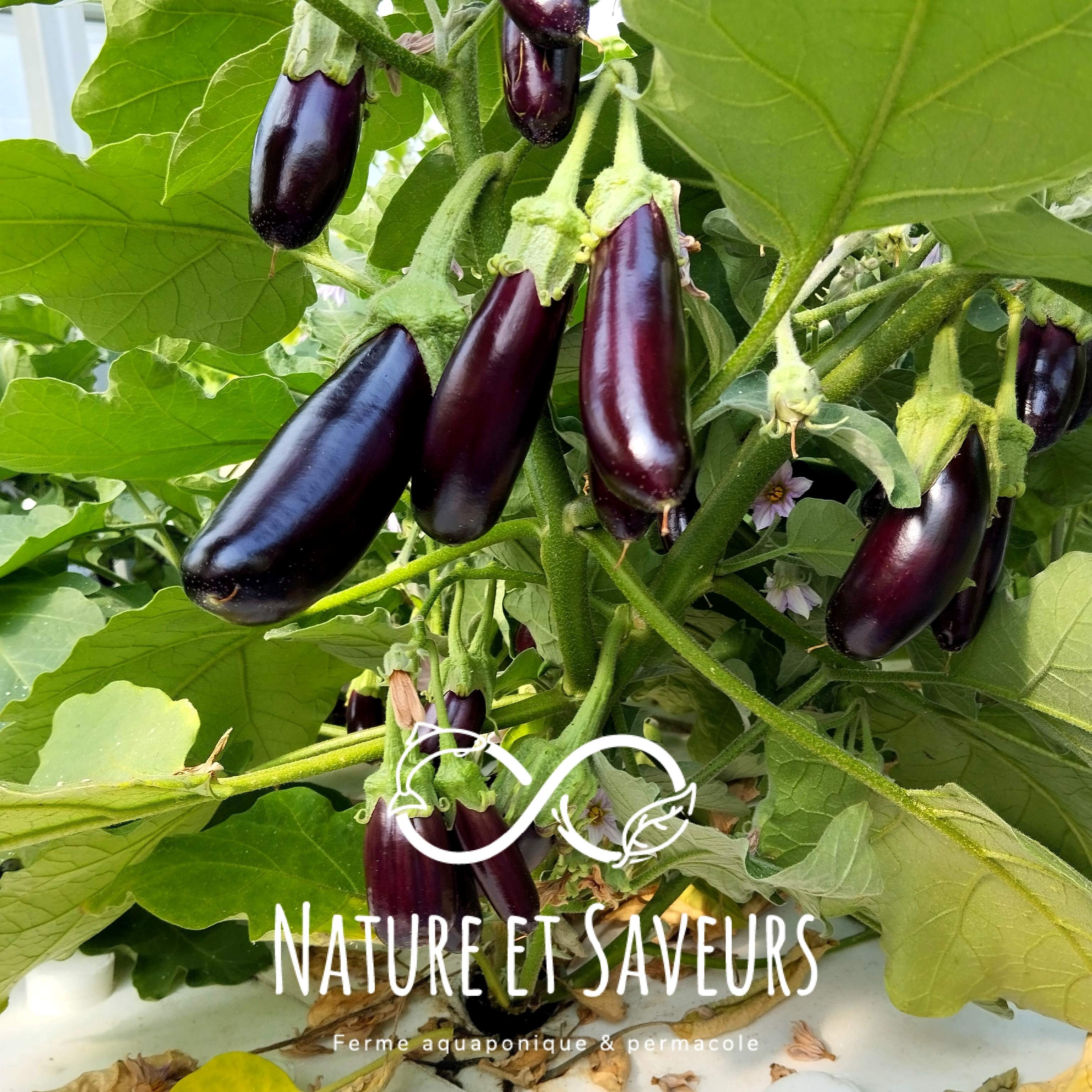 Aubergine Little Finger - 500g - 500g