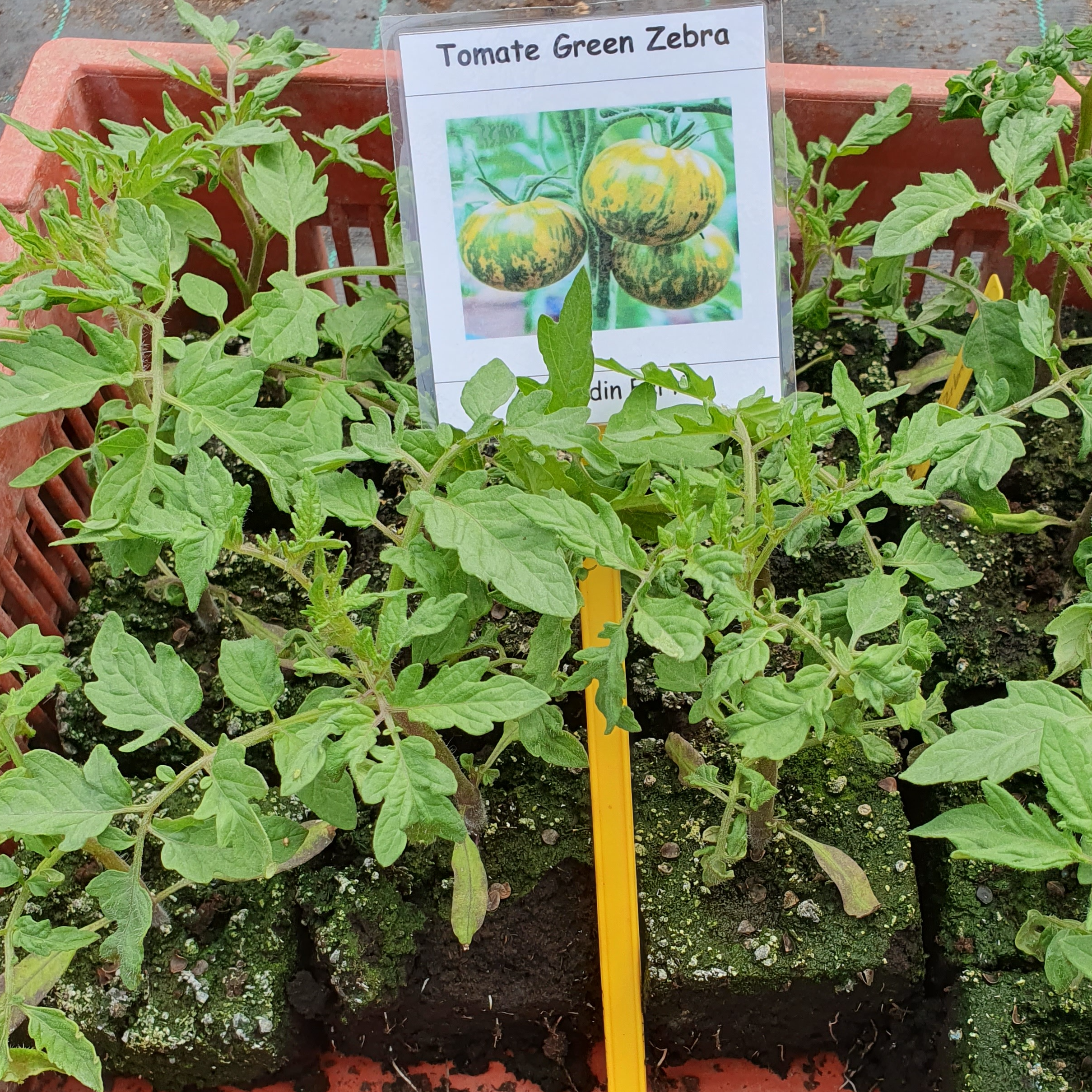 Plant Tomate Green Zebra