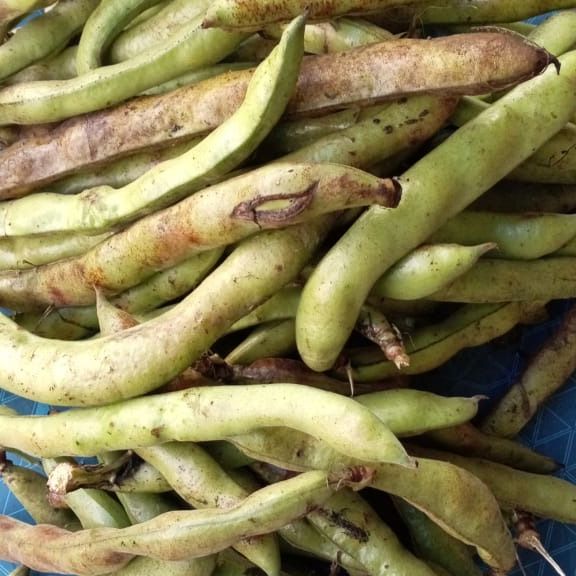 Fèves à écosser
