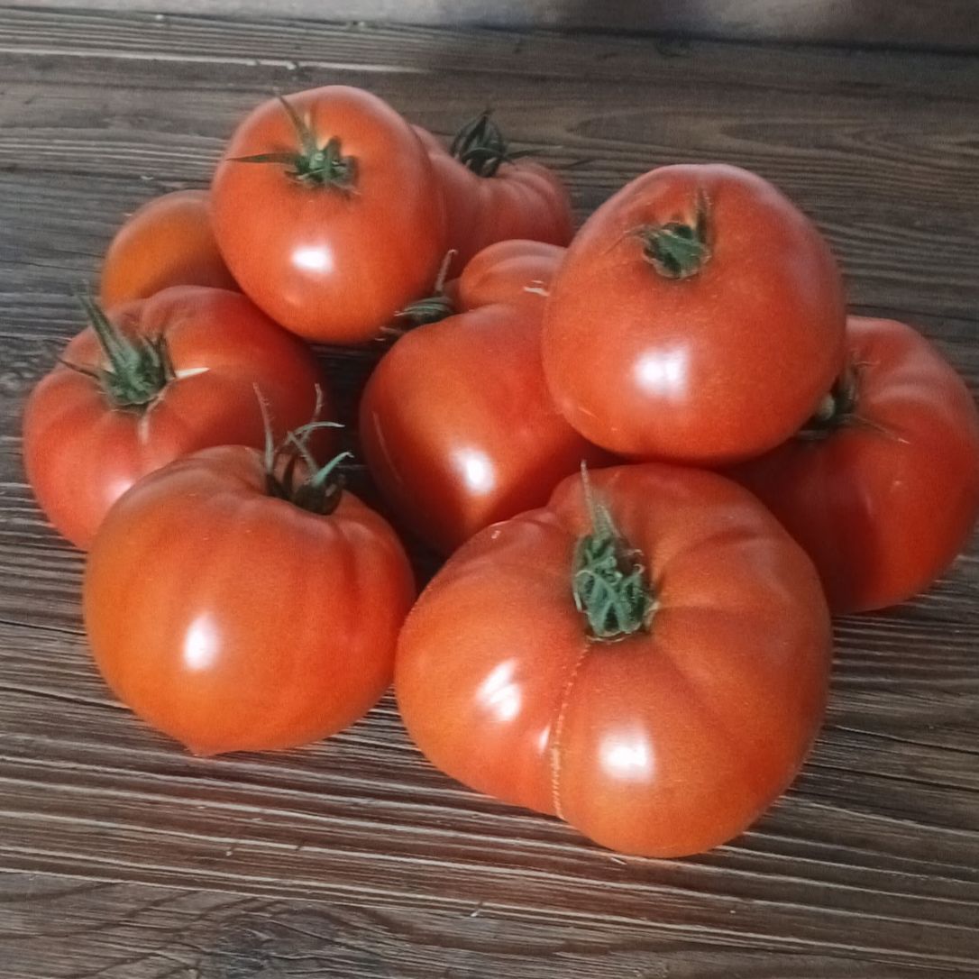 Tomate Cœur de Bœuf