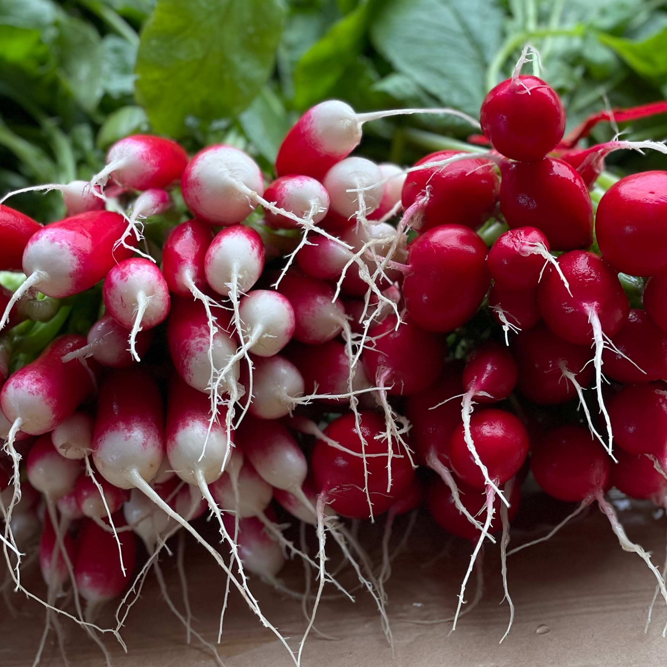 Radis 2 bottes long/rond pièce