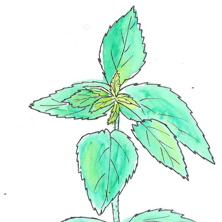 Ortie dioïque - 30ml