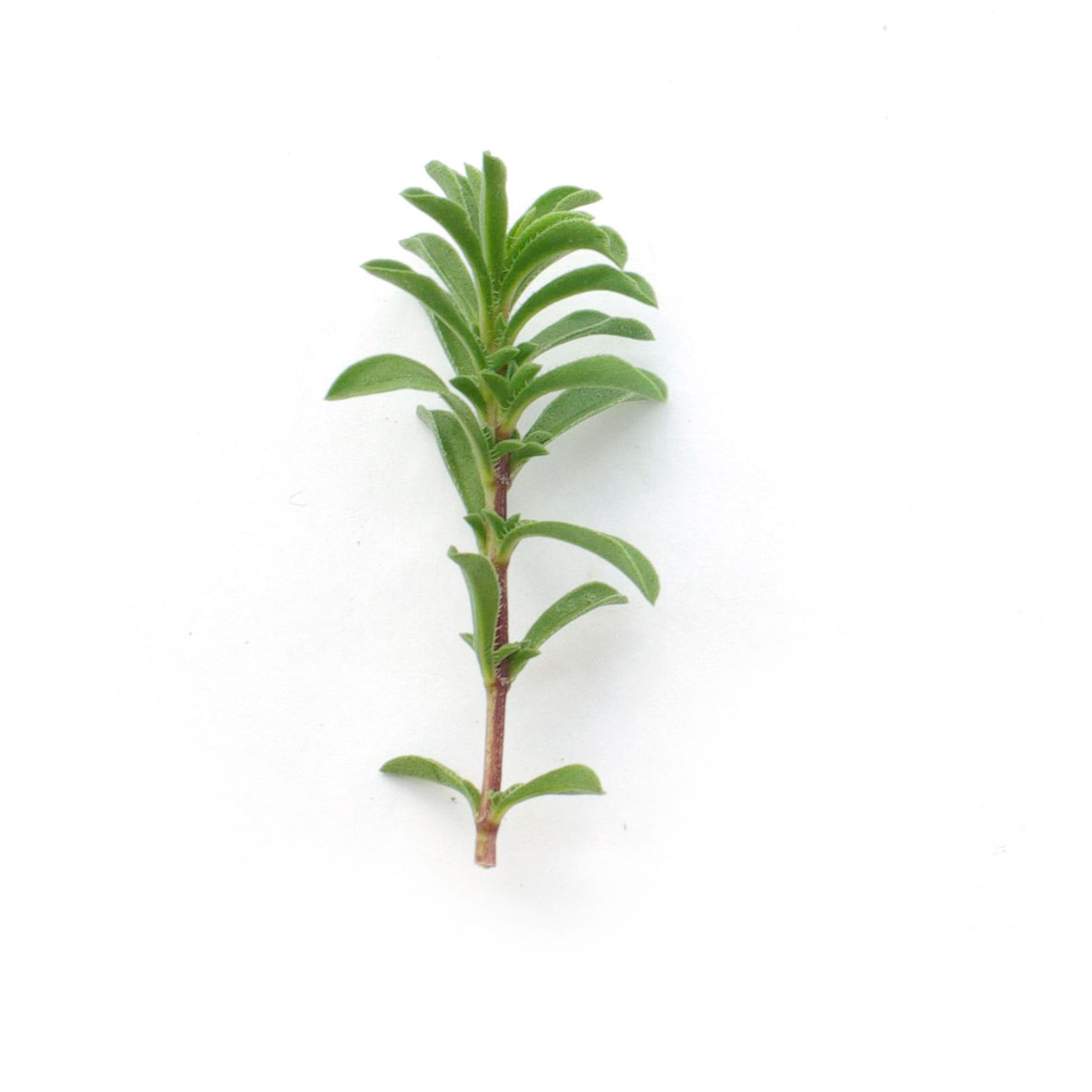 Bouquet - Sarriette - 40g