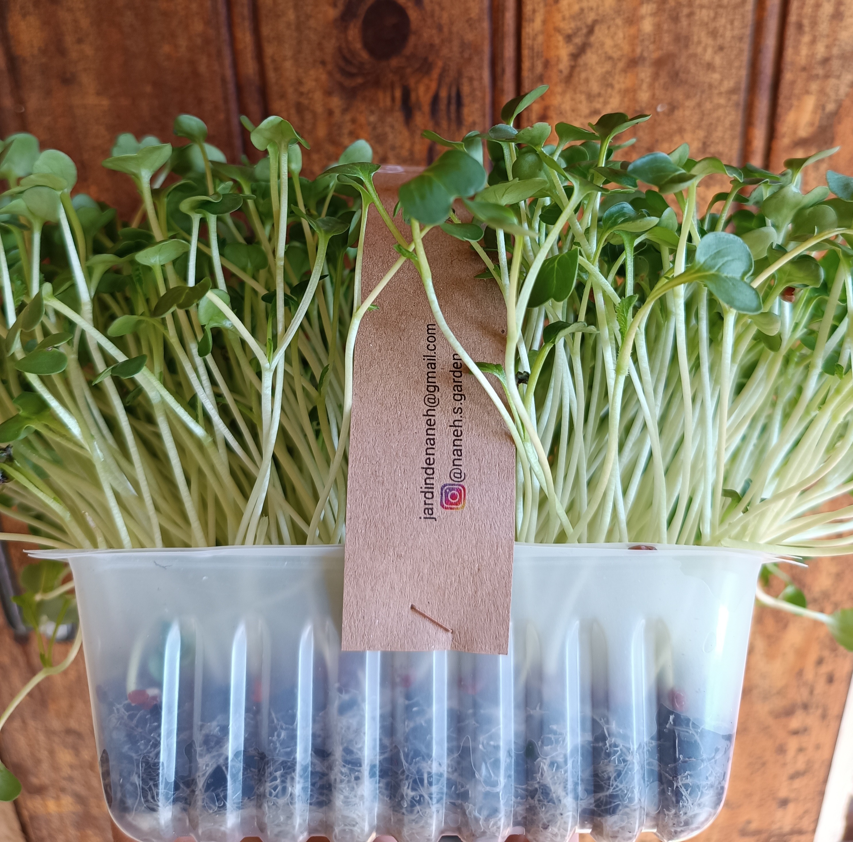 Microsgreens de Radis Daikon bio