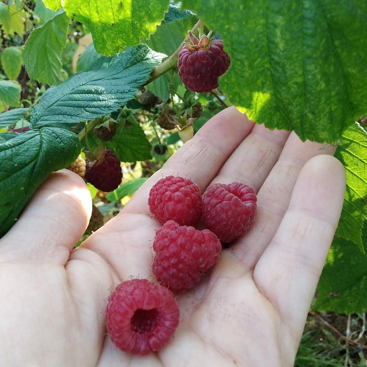 Framboisier remontant rouge - Rubus idaeus "Héritage"