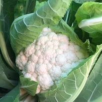 Chou-fleur Bio - 1kg