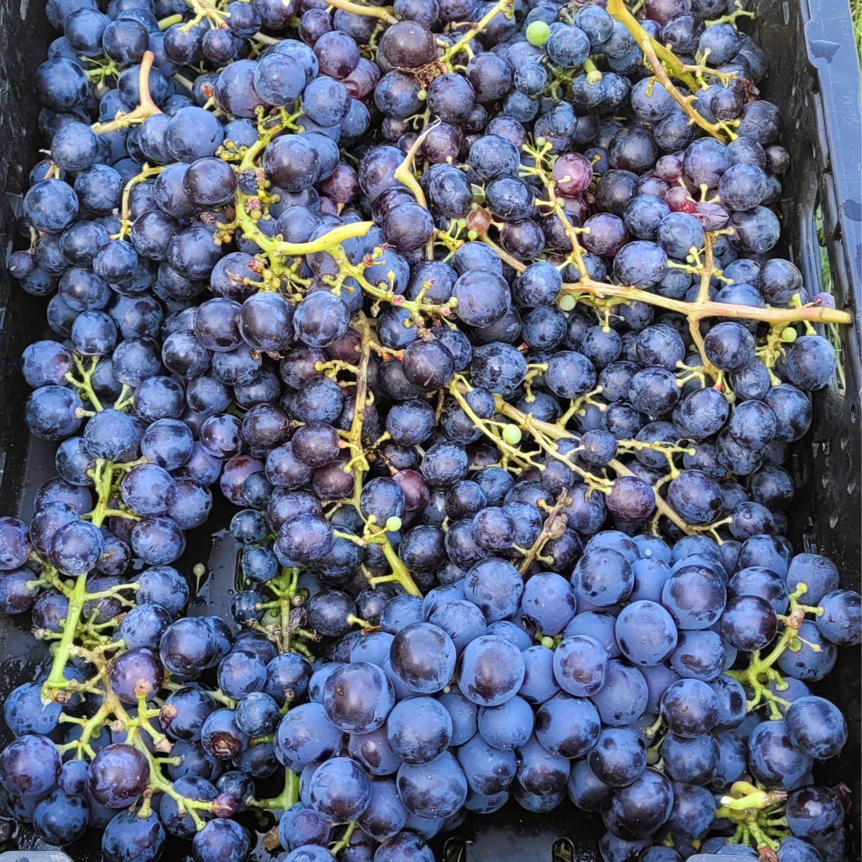 Raisin sauvage - 250g